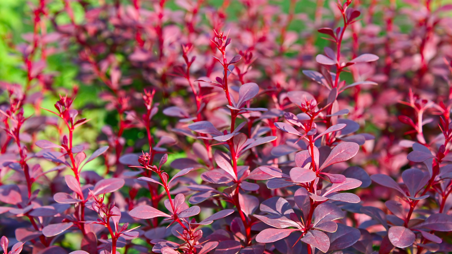 20 Hardy Shrubs That Don’t Mind Neglect (Plus Tips To Keep Them Thriving)