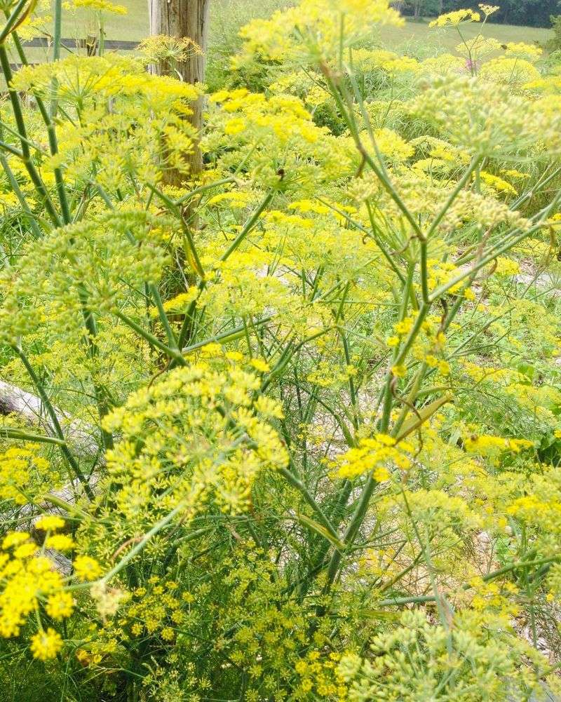Fennel