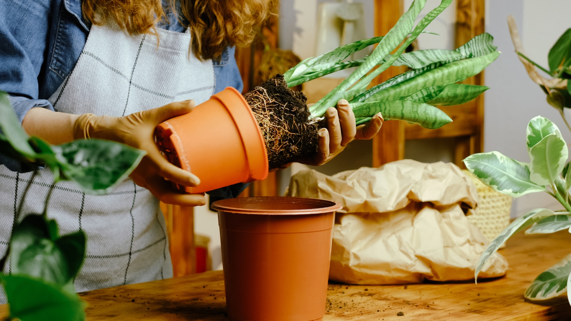 20 Houseplants That Die If You Don’t Repot Them Often