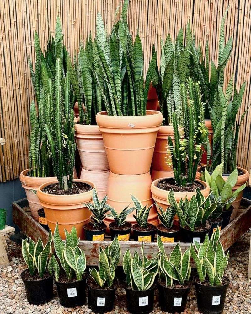 Snake Plant