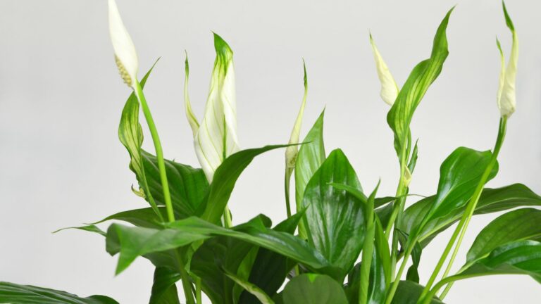 Close up of flowering peace lily