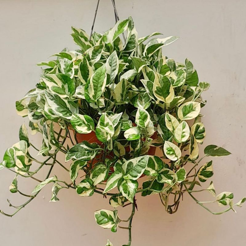 Pothos (Epipremnum aureum)