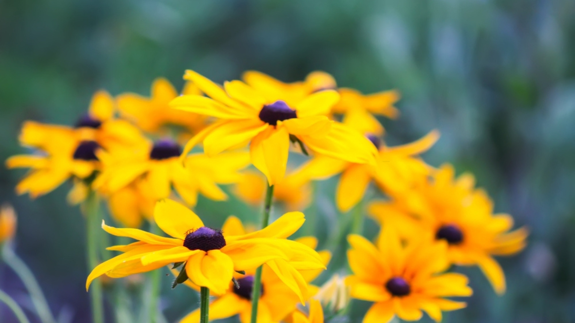 black-eyed susan in bloom