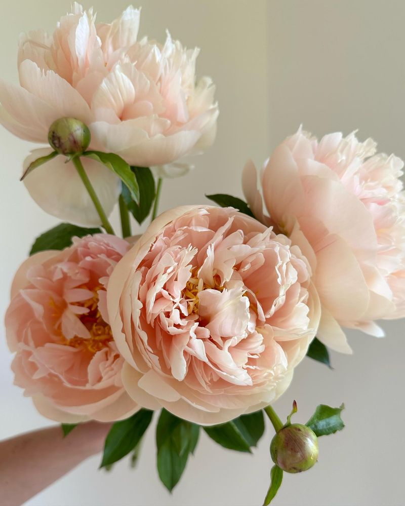 Peonies
