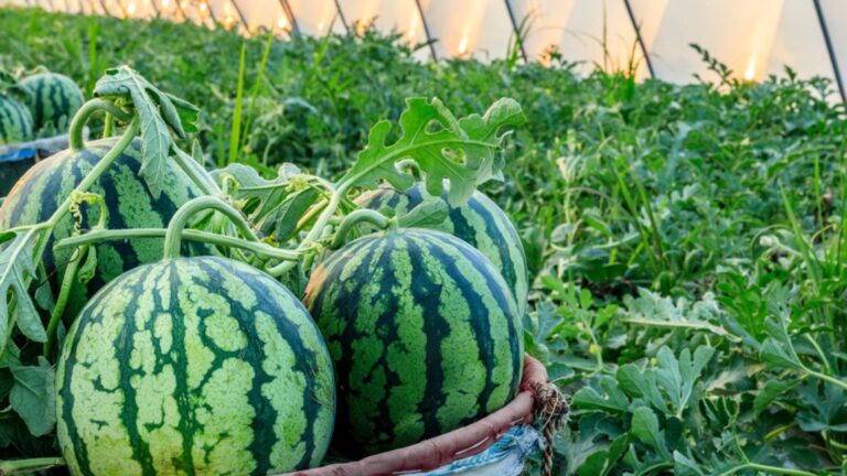 watermelons in garden