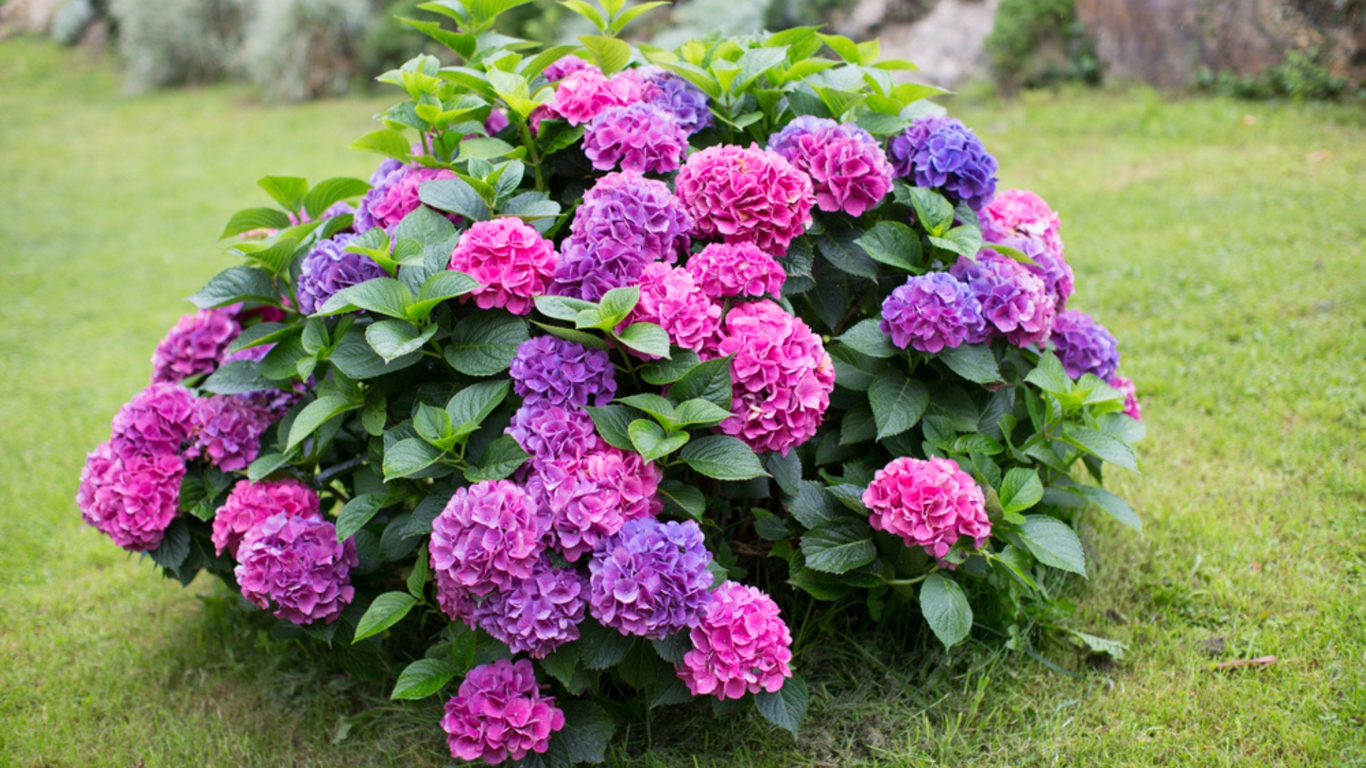 20 Ornamental Shrubs That Instantly Elevate Your Garden