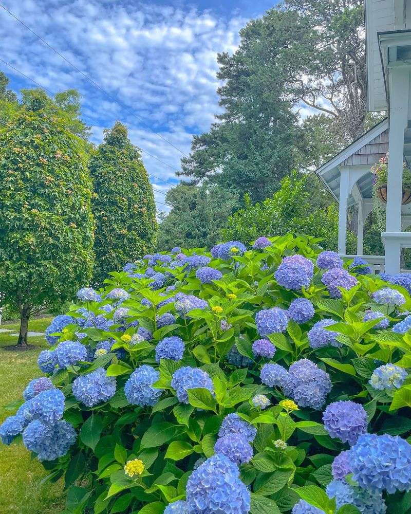 Hydrangea Bushes