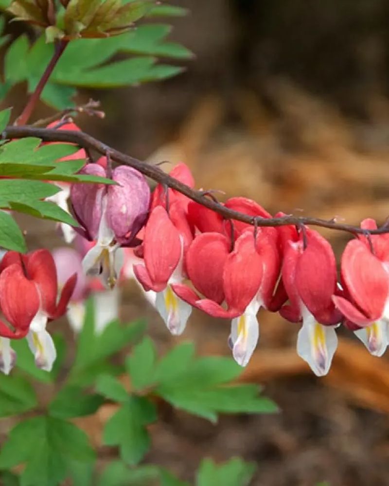 Bleeding Heart
