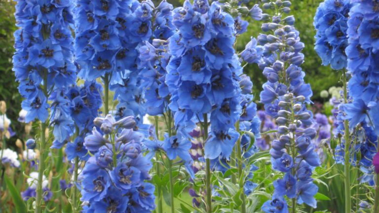 Delphiniums