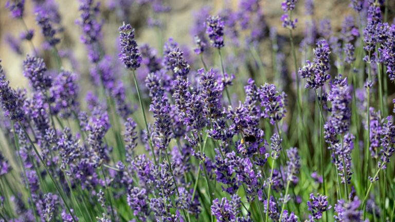 lavender in bloom