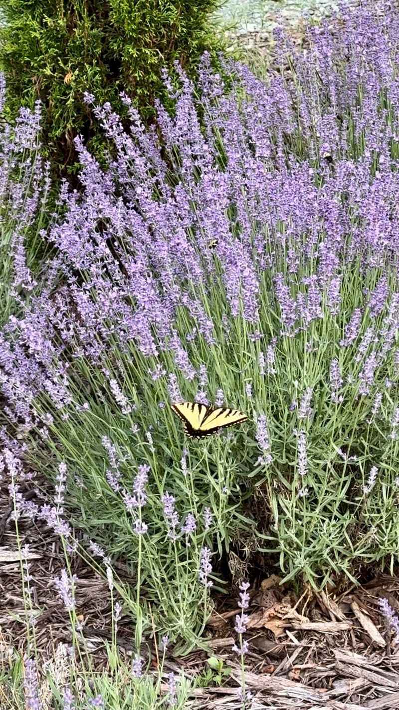 Lavender