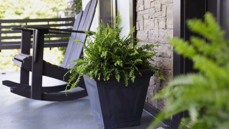 potted fern on a porch next to chair