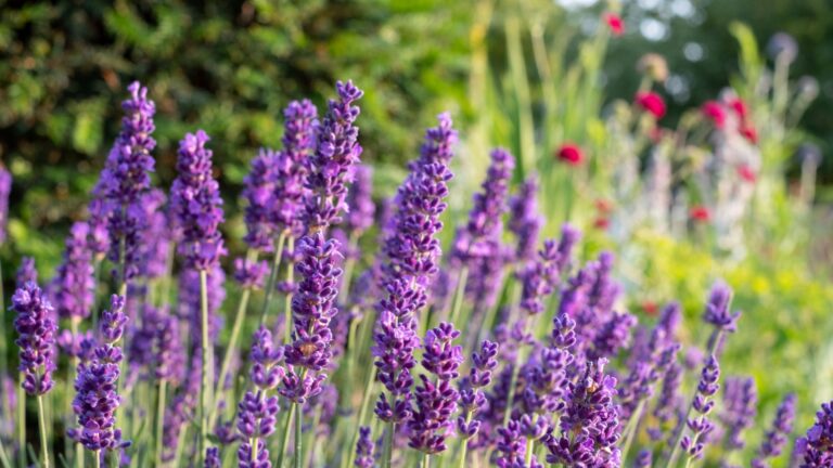 lavender in summer garden