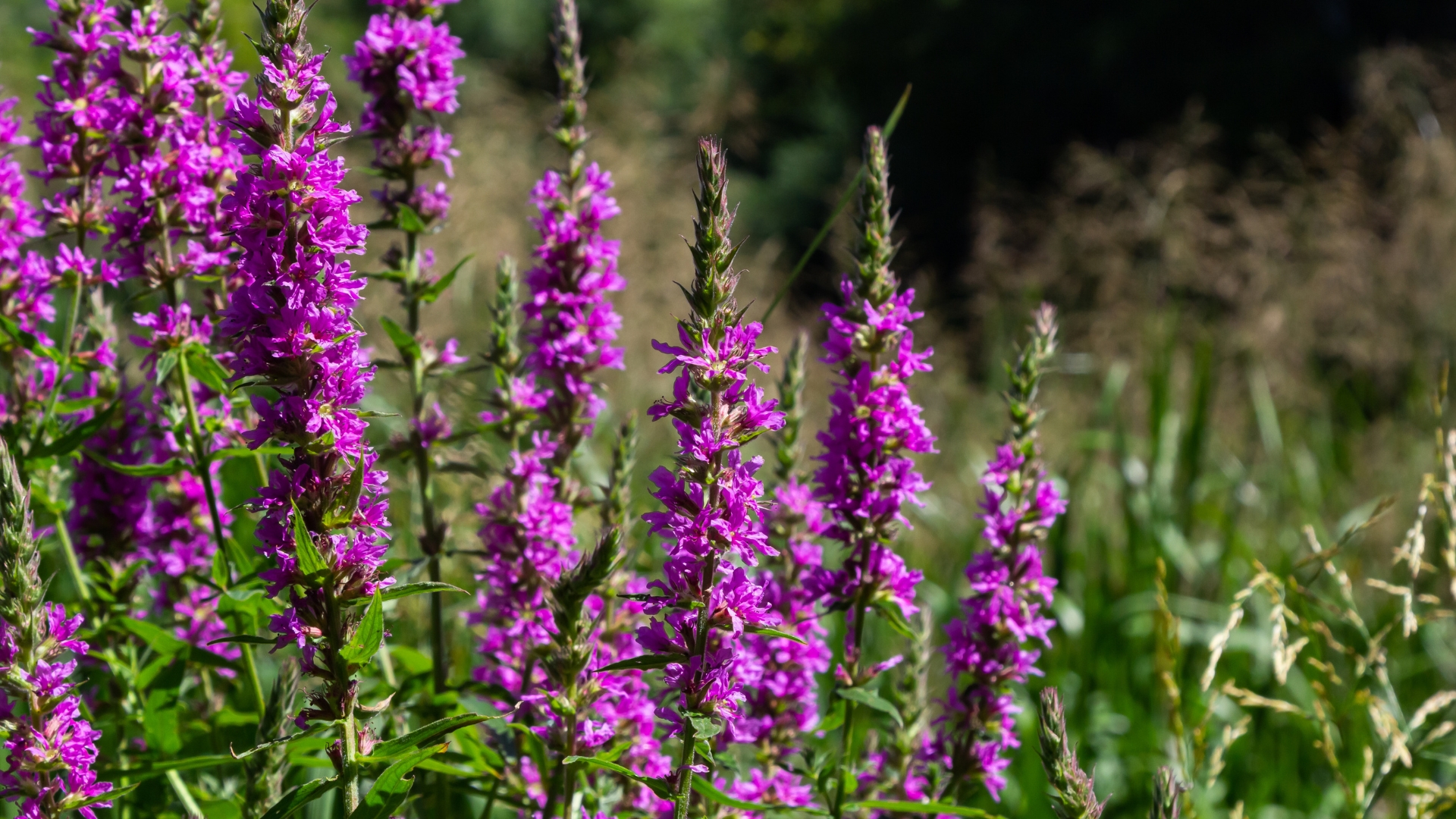 purple loosestrife
