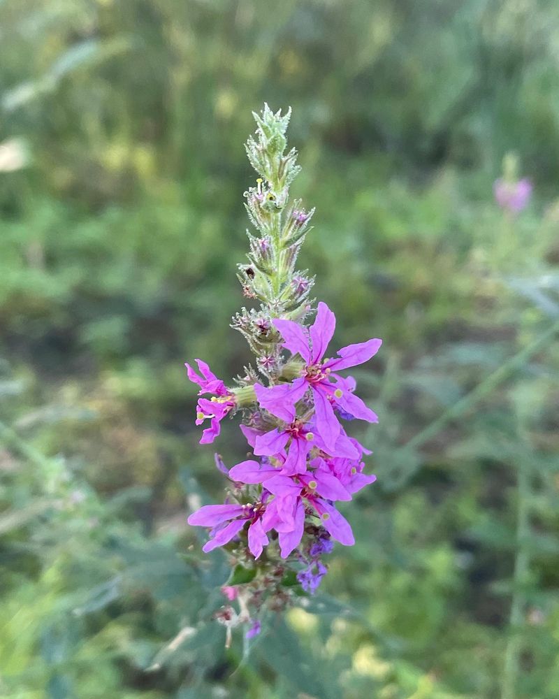 Invasive Purple Loosestrife