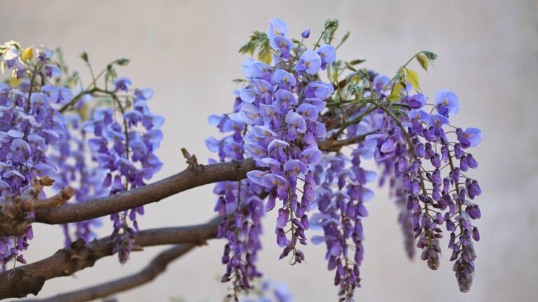 Wisteria