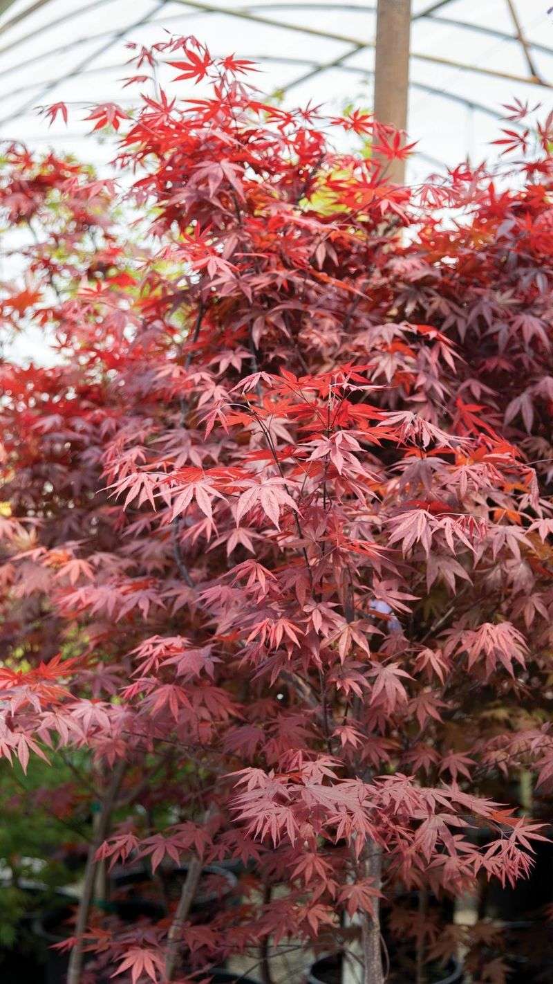 Japanese Maple