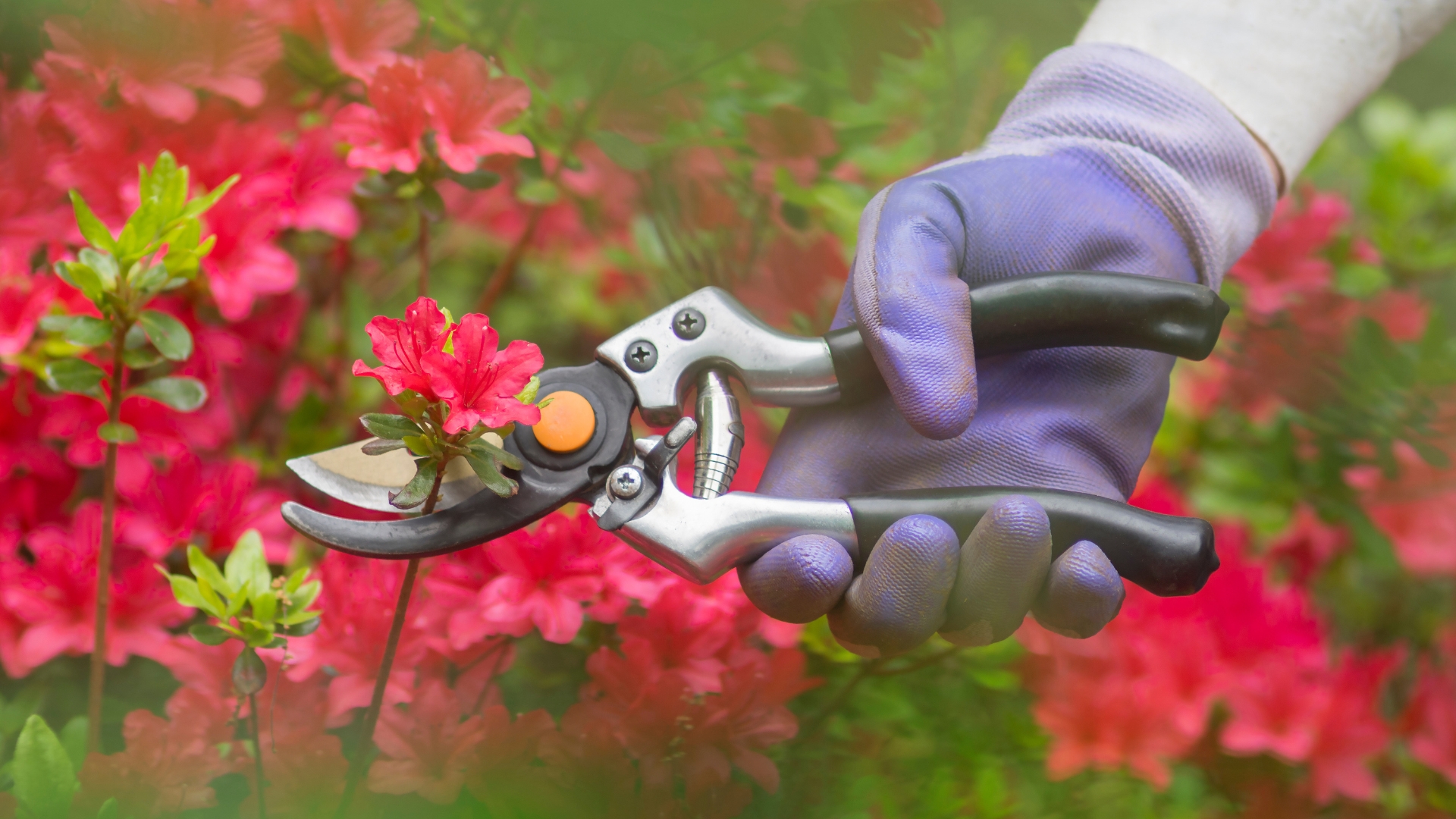 pruning plants
