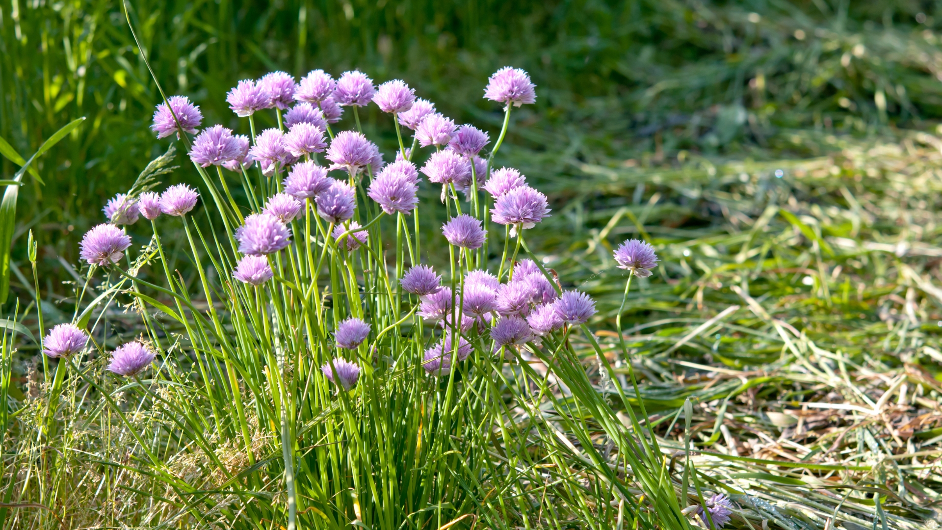 20 Stunning Late Spring Perennials That Bridge The Seasonal Gap (And How To Care For Them)