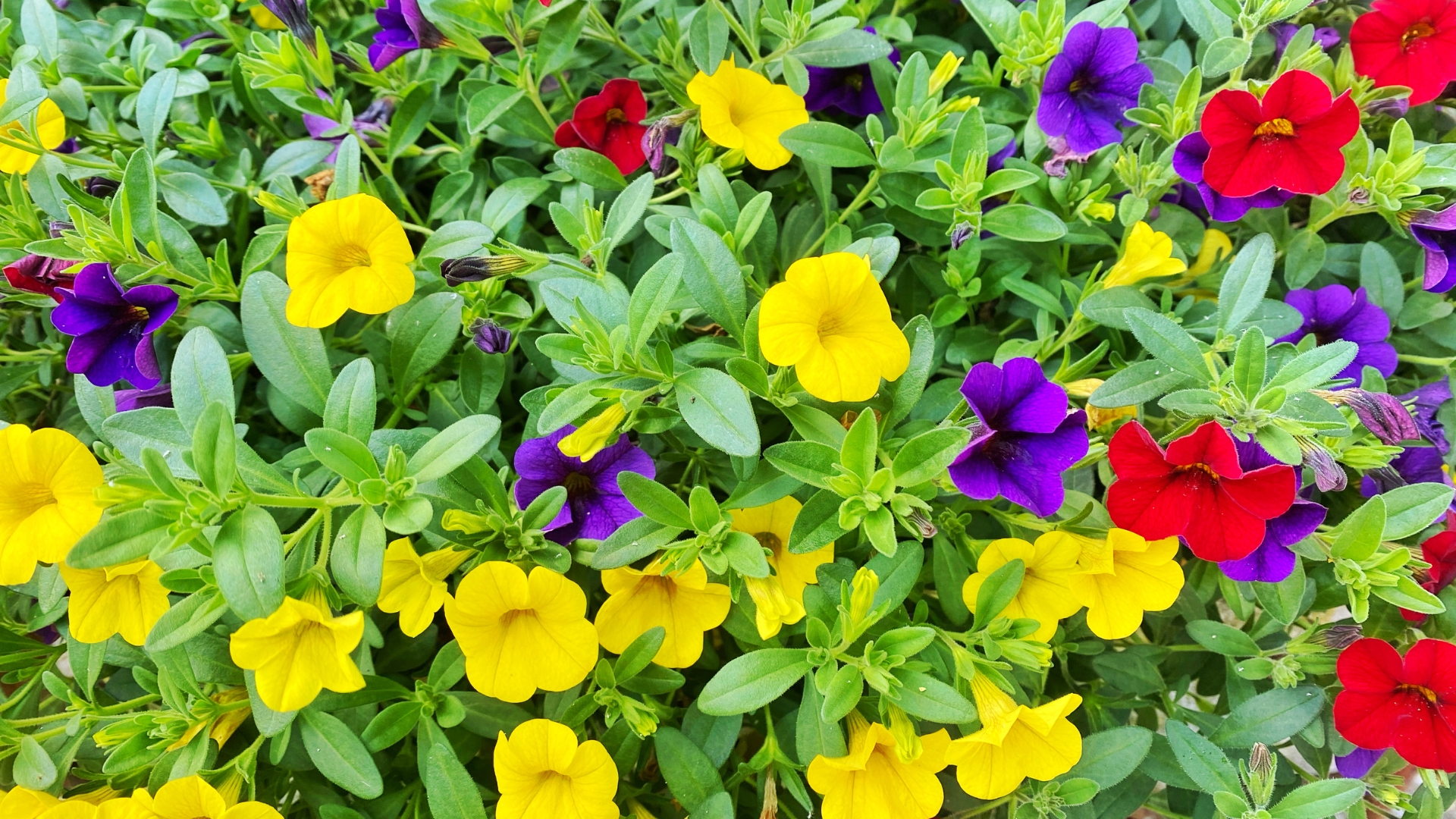 Calibrachoa