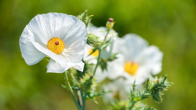 Prickly Poppy