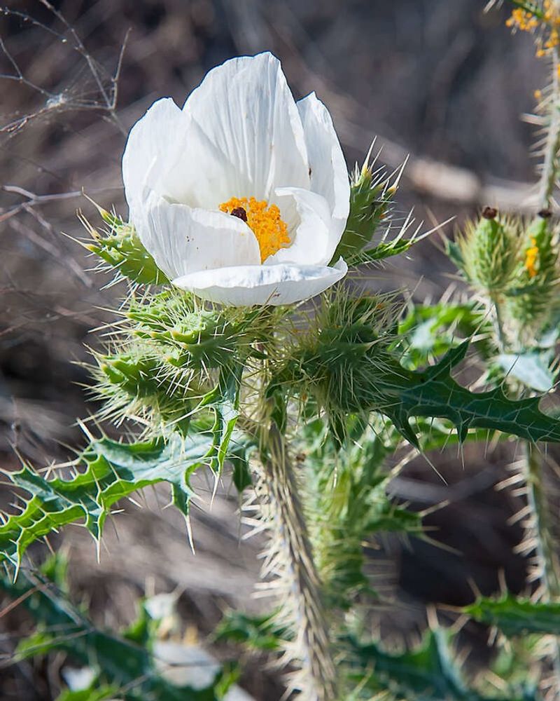 Prickly Poppy