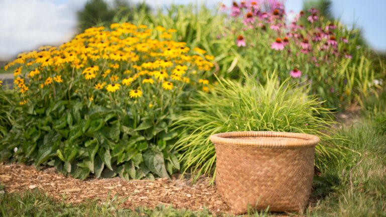 coneflowers in wild garden