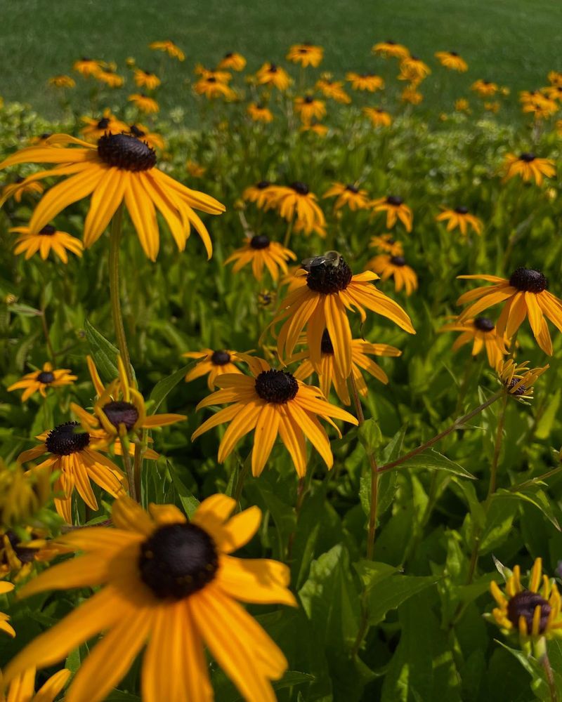 Black-eyed Susan