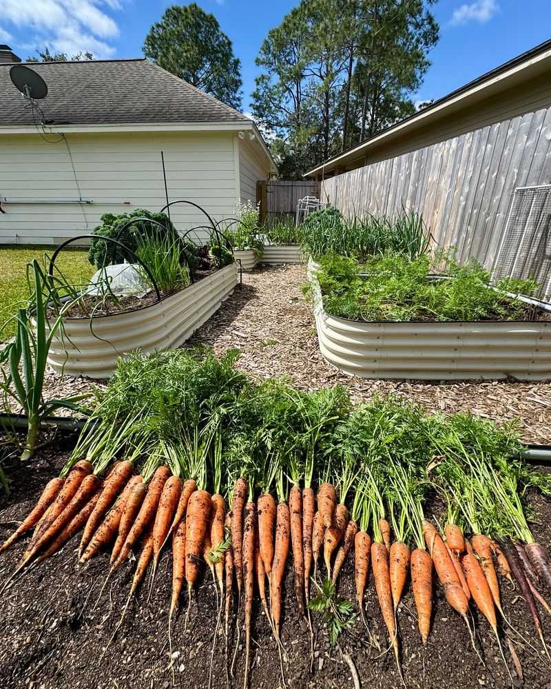 Carrots Won't Deliver