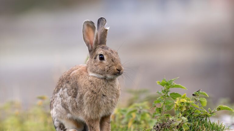 rabbit in yard