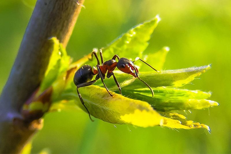 Ant Deterrent