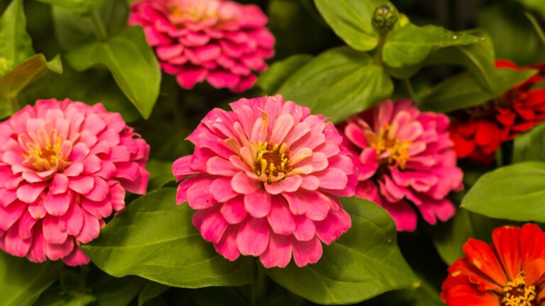 zinnias