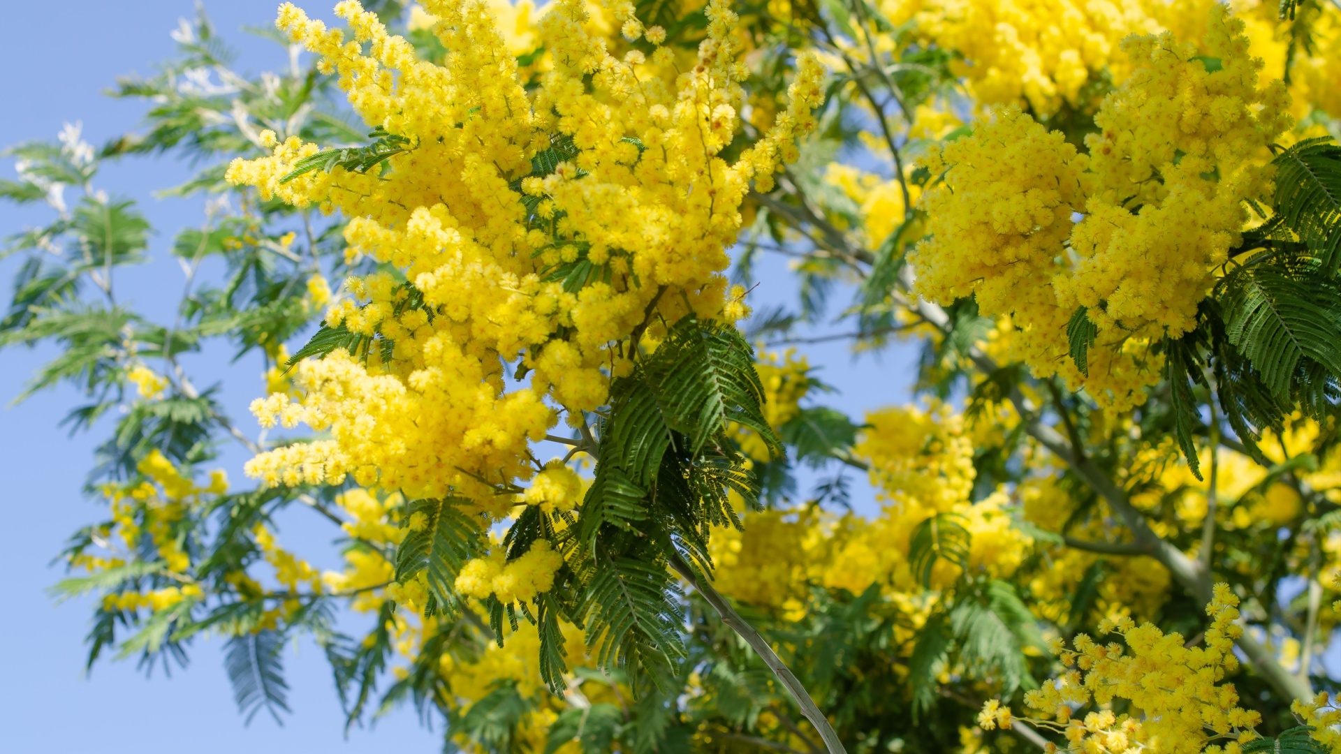 21 Invasive Trees You Should Avoid Growing – And 8 Better Alternatives To Plant Instead