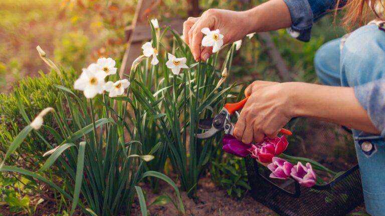 female gardener cutting daffodil flower
