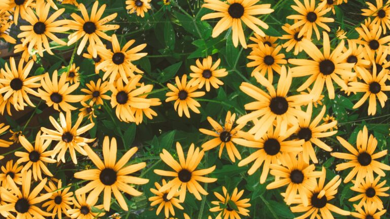 black eyed susan flower