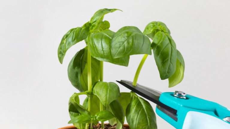 pruning basil plant