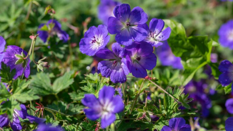 geranium rozanne