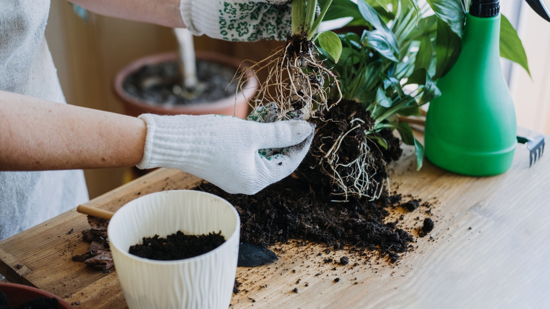 22 Houseplants That Die If You Don’t Regularly Repot Them