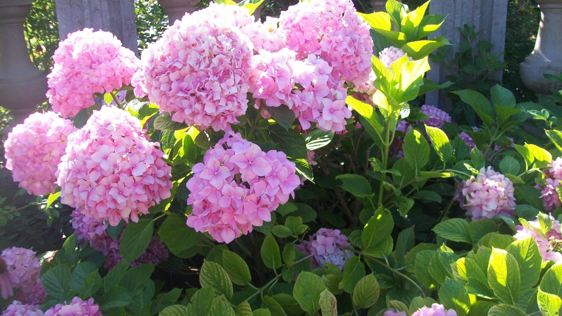 22 Ornamental Shrubs That Instantly Elevate Your Garden