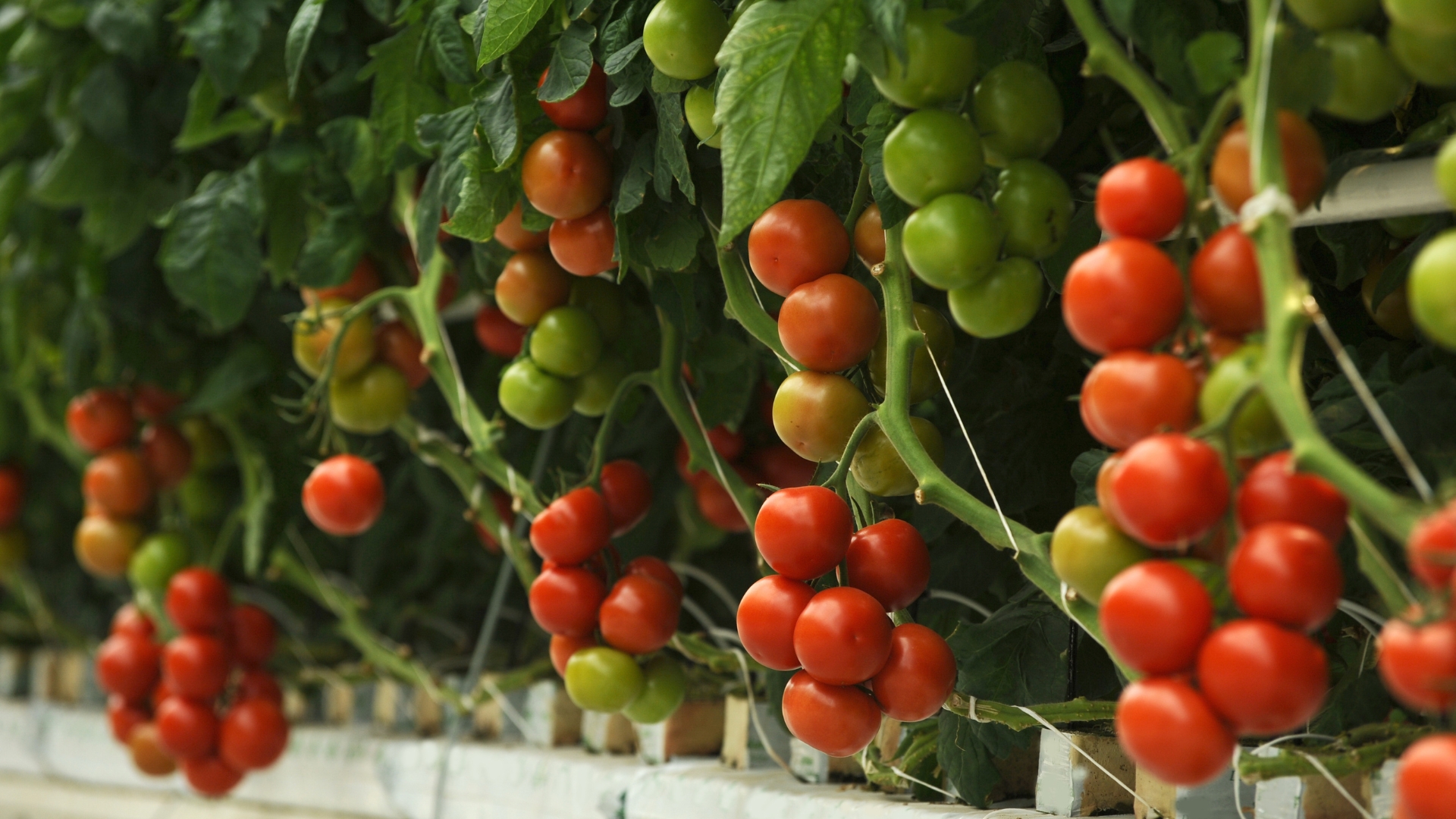 Tomatoes