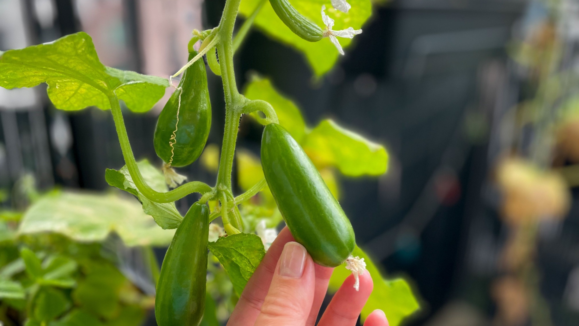 small cucumbers
