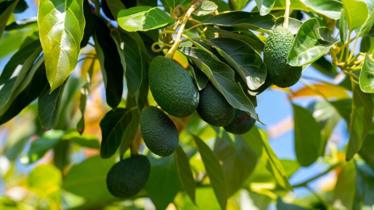 avocado tree fruit