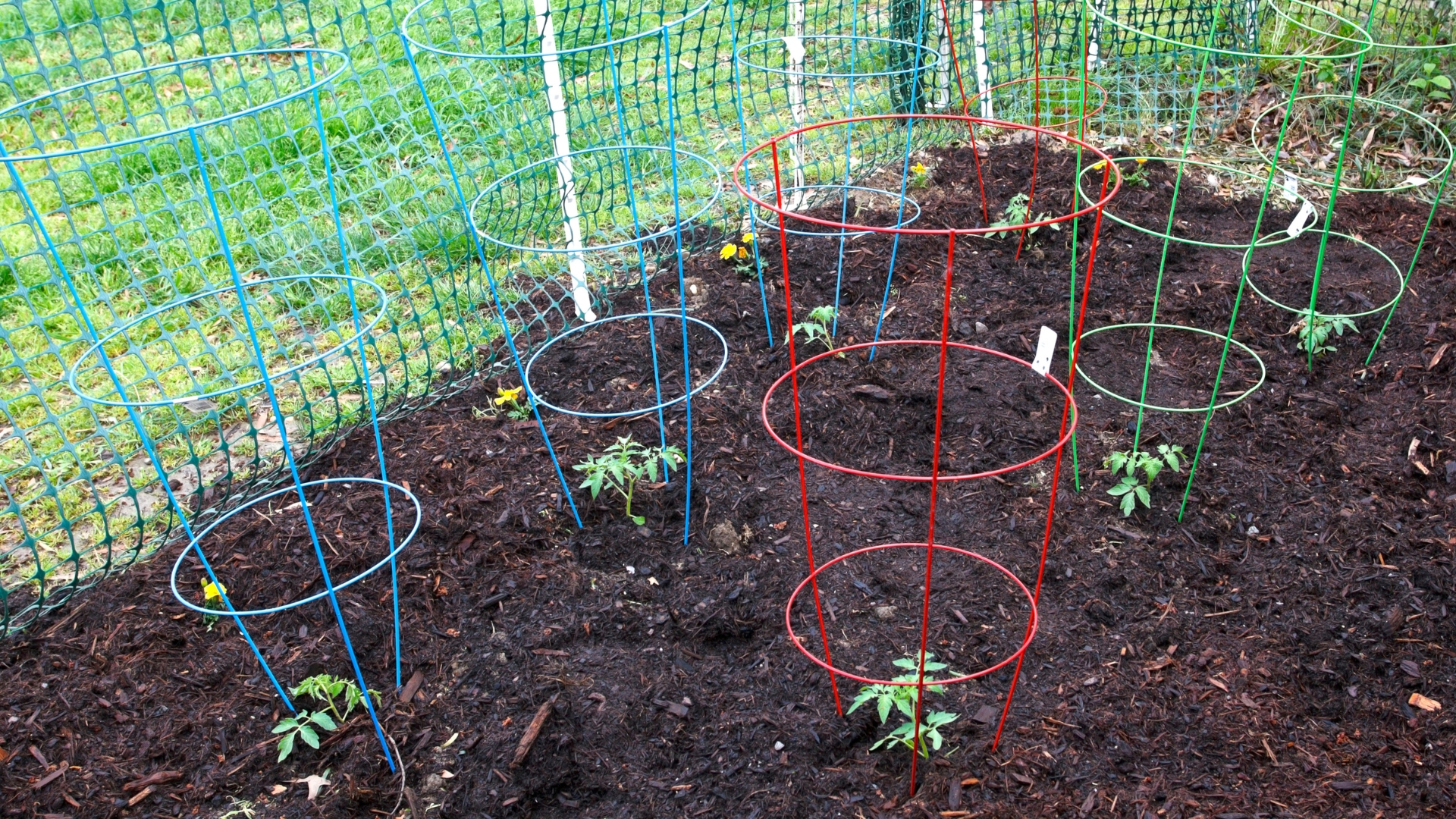 plants
