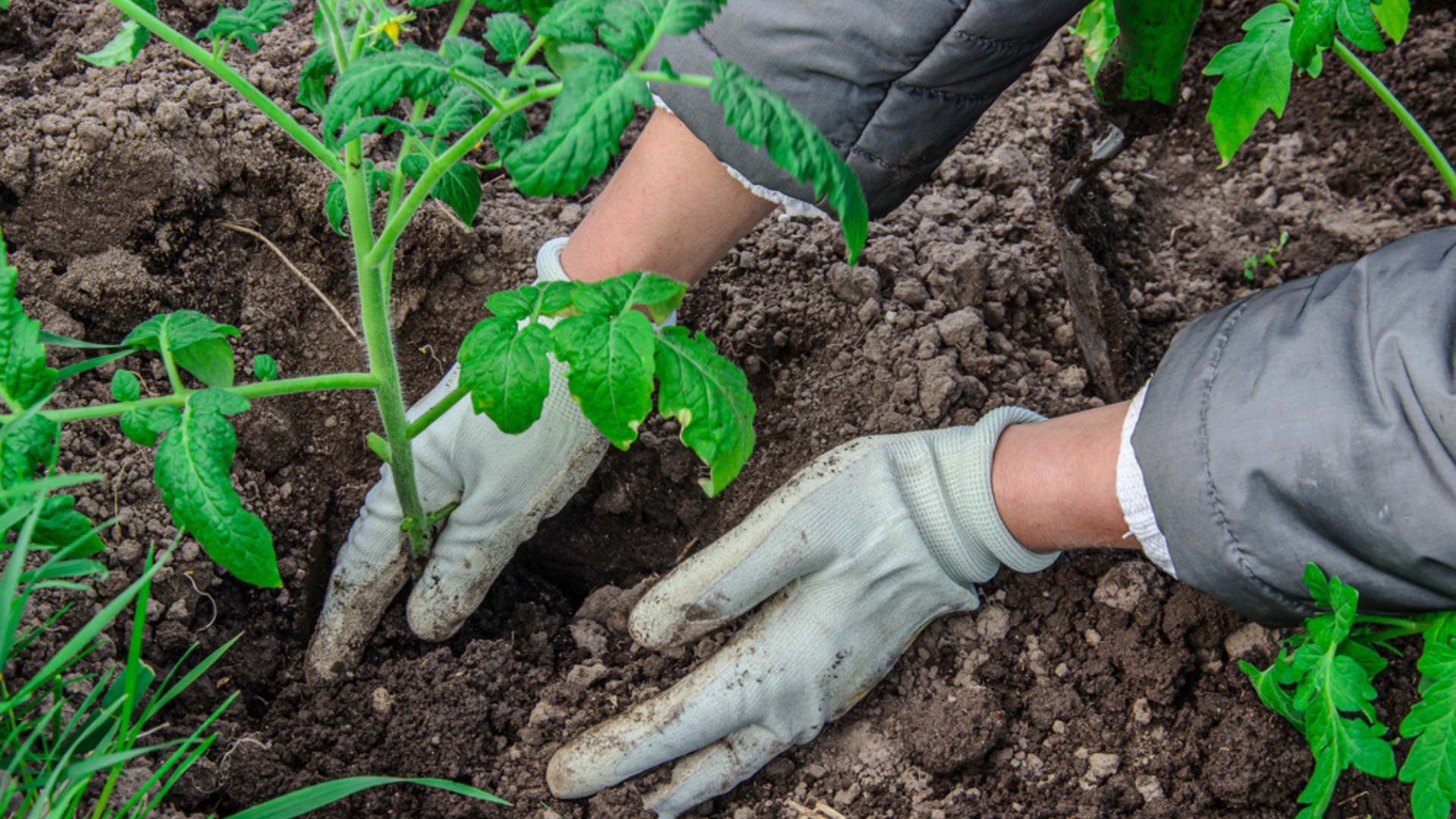 female gardener transplants young tomato seedlings