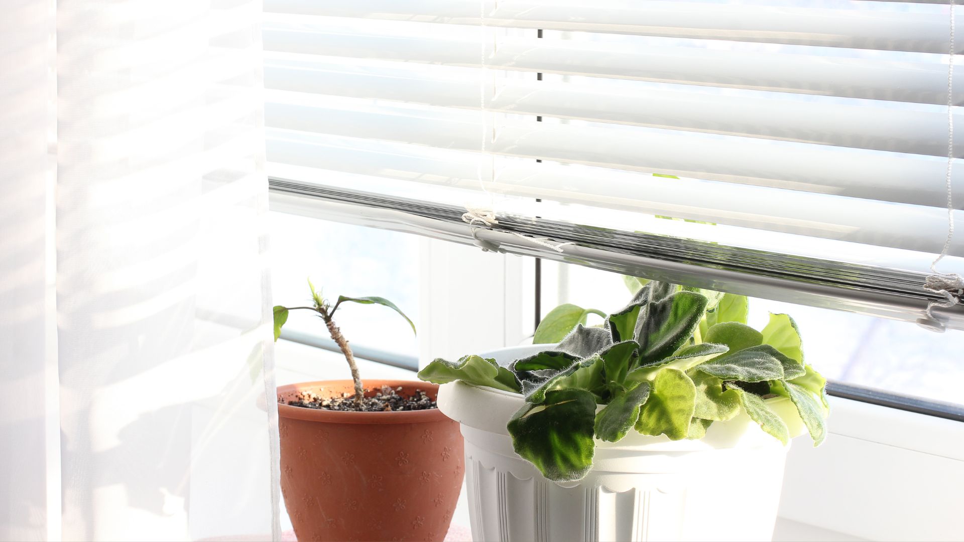 houseplants