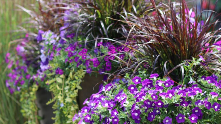 garden filler plants