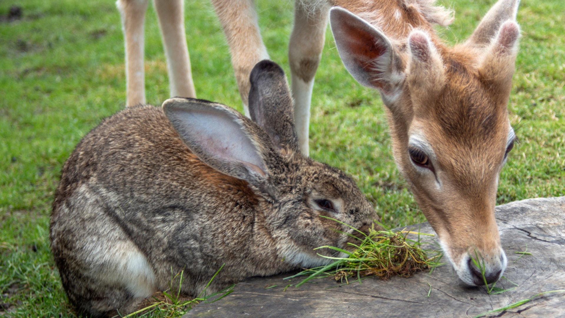deer and rabbit eat grass