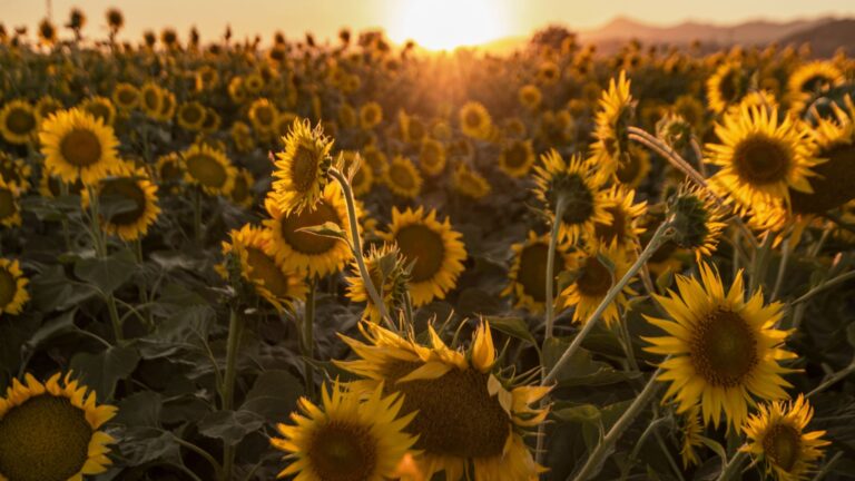 sunflower field in sunset