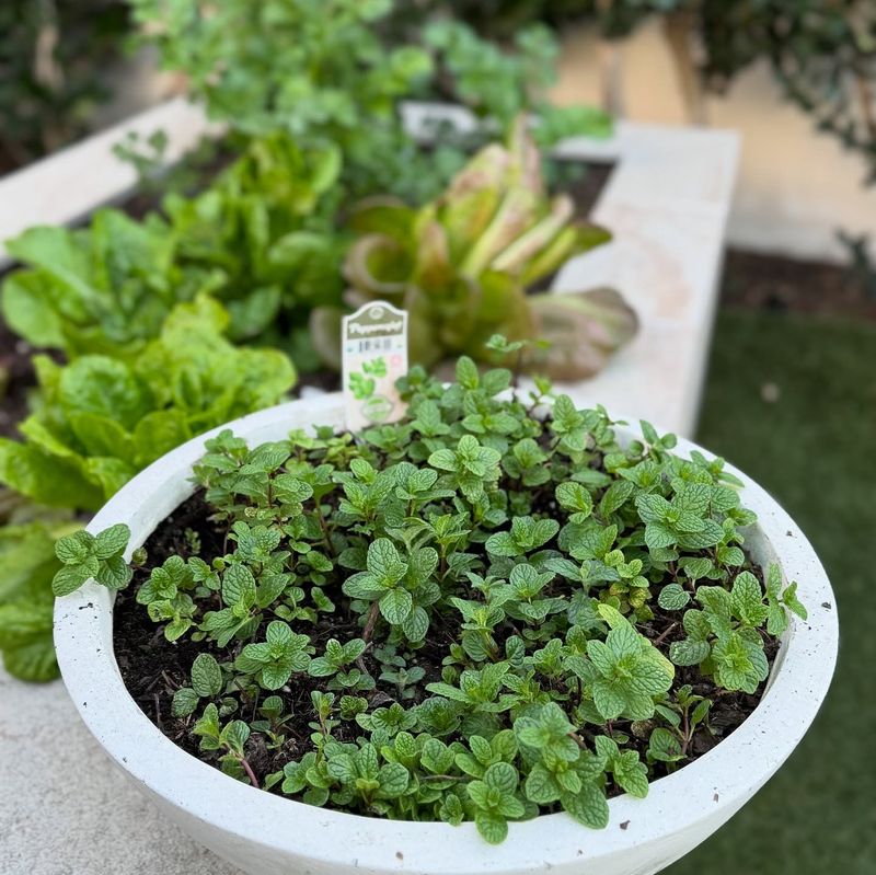 Mint and Any Other Garden Plants
