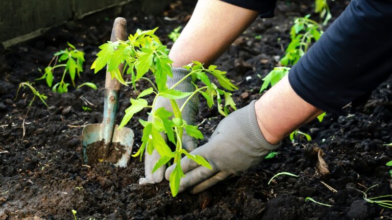 gardener transplant tomato plant
